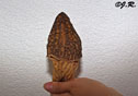 Morchella elata Fries